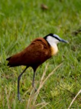 The African jacana is a little water bird that can walk on lillies due to it's foot structure and lightweight.