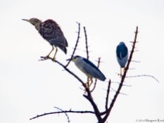 Black-crowned night herons with the spotty juvenile.