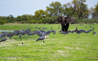 Birds typically spread their wings to dry them in the sun when they don't have preening oils to maintain their feathers. It was so funny to see these pop their wings open just in time to block this elephant walking through. He wasn't having any of it though!!