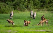 The interactions of these wild dogs was so incredible to observe.