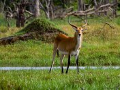 An antelope that lives only around swampy areas. It has strong hind legs to propel itself through the slush. They are bigger than impala.