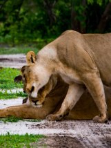 Watching the interaction of lionesses greeting each other by rubbing their faces against each other is such a heartwarming thing to see.