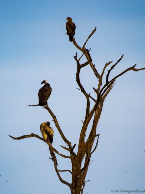 At the wild dog kill site, these vultures and eagle wait their turn