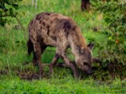 The spotted hyena were circling the perimeter of this kill site hoping to get a go after the wild dogs. They would venture out from the thickets, come and see how it was going and then scamper back as if they knew it wasn't their turn yet.