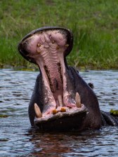 Pretty decent view of this hippos dental hygiene! Hippos "yawn" as part of their territorial displays to others.