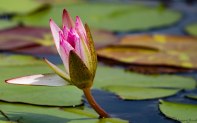 White water lilies change colour when they have been pollinated. We saw pink and purple ones. Apparently there are also day and night lilies.